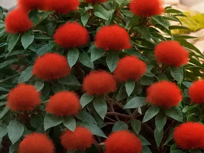 Chilean Firebush (Embothrium Coccineum)