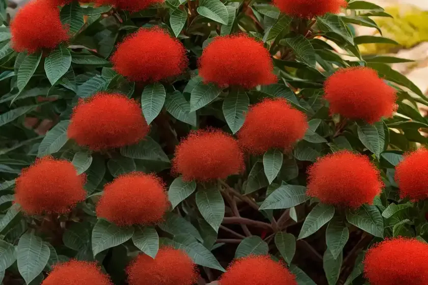 Chilean firebush (embothrium coccineum)