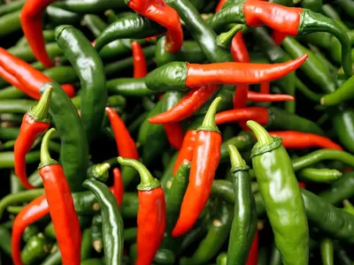 Chili Peppers ‘Jalapeno’ (Capsicum Annuum ‘Jalapexo’)