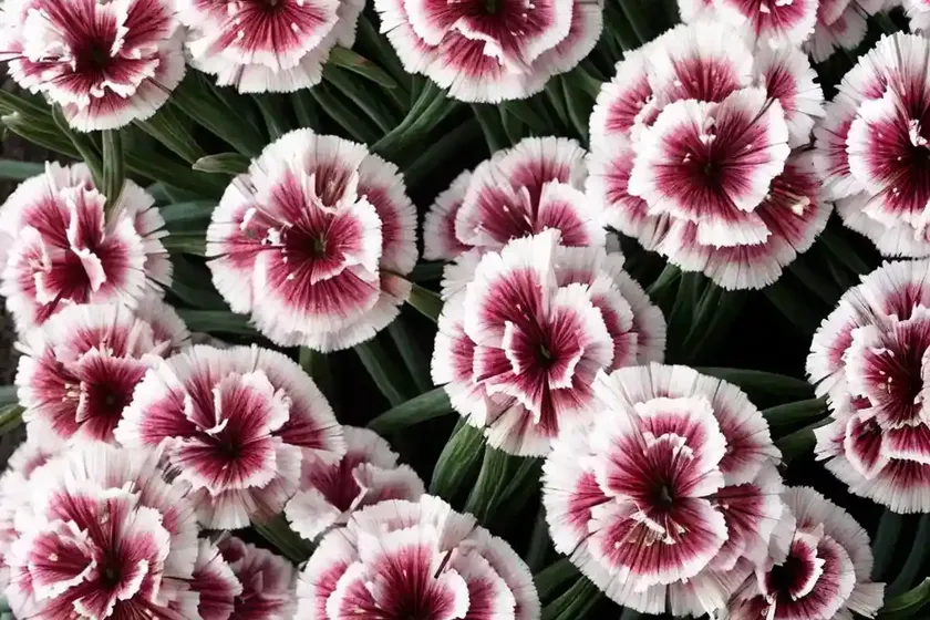 China pink (dianthus chinensis) — photo 3