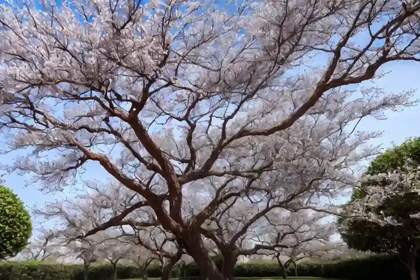 Chinaberry tree (melia azedarach) — photo 3