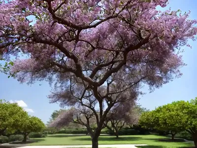 Chinaberry Tree (Melia Azedarach)