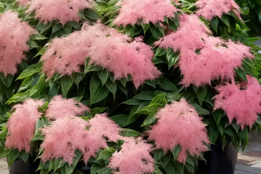 Chinese abelia (abelia chinensis) — photo 3