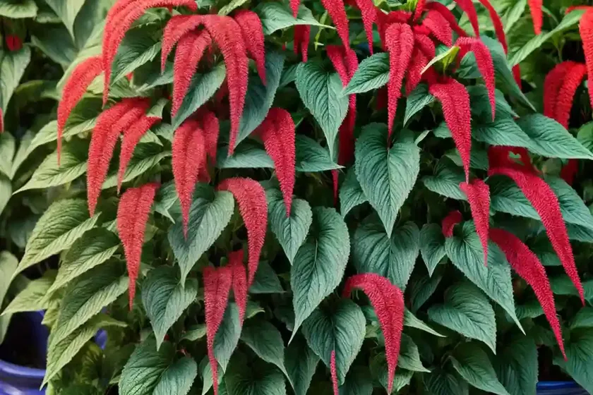 Chinese amaranth (amaranthus tricolor) — photo 2