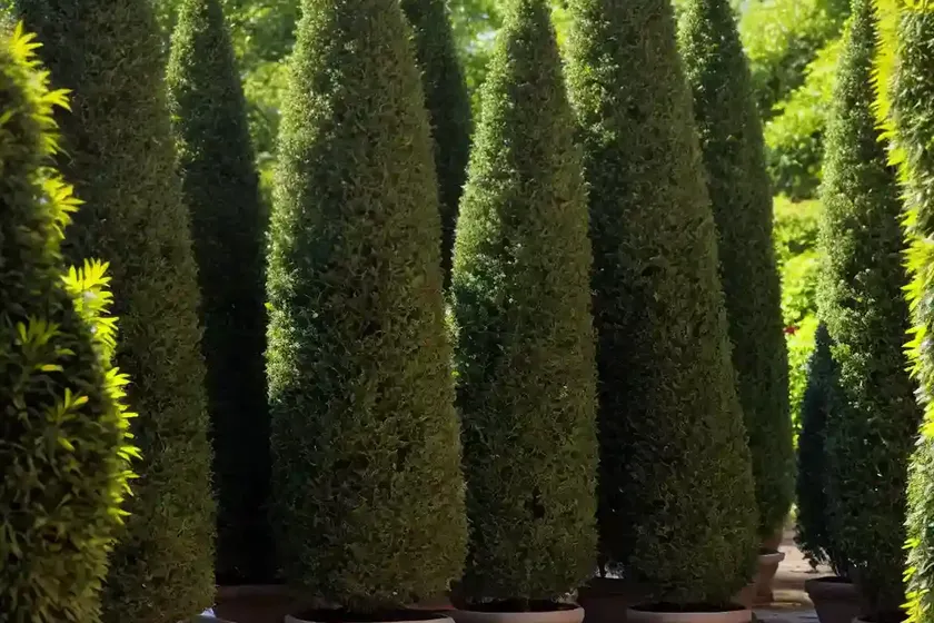 Chinese arborvitae (platycladus orientalis) — photo 2
