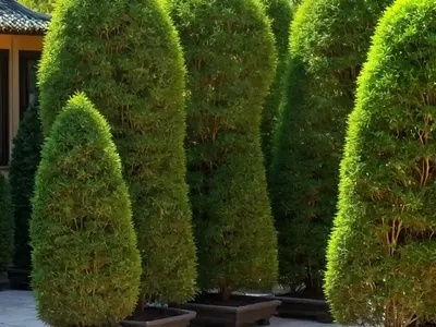 Chinese Arborvitae (Platycladus Orientalis)