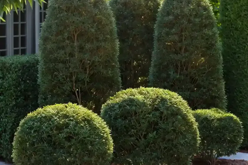 Chinese arborvitae (platycladus orientalis ‘westmont’) — photo 2