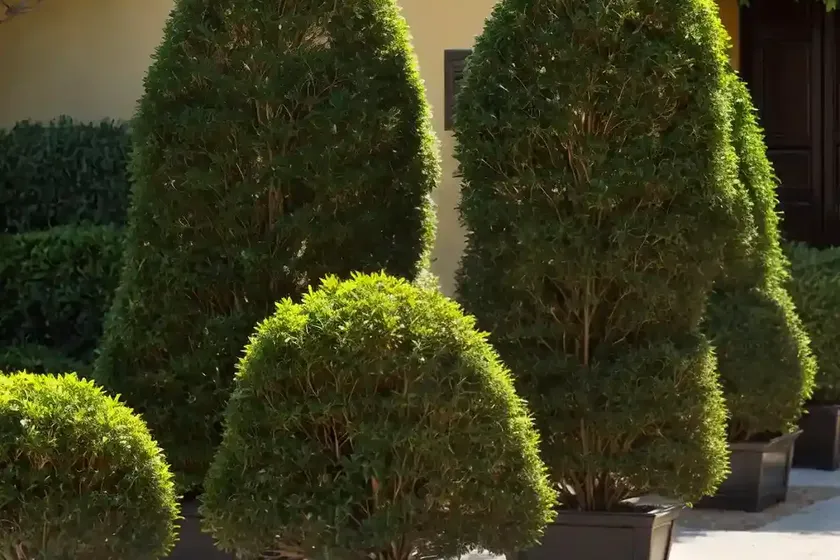 Chinese arborvitae (platycladus orientalis ‘westmont’) — photo 3