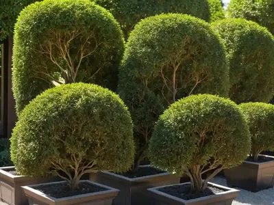 Chinese Arborvitae (Platycladus Orientalis ‘Westmont’)