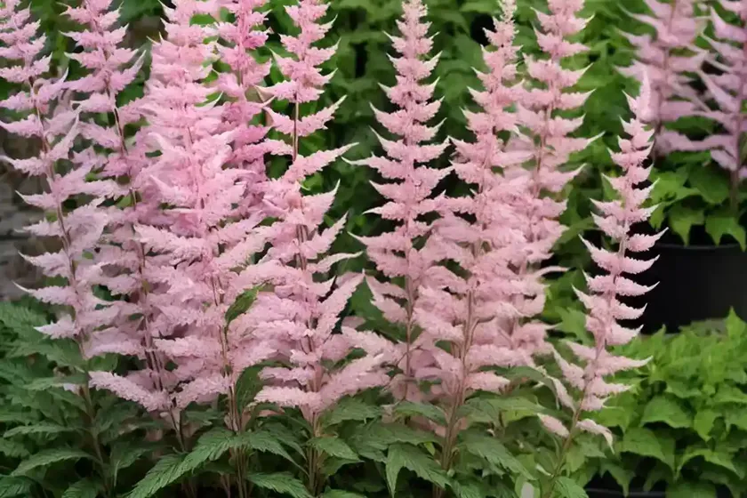 Chinese astilbe (astilbe chinensis var. davidii) — photo 2
