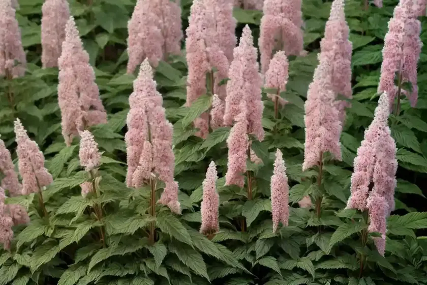 Chinese astilbe (astilbe chinensis var. davidii) — photo 3