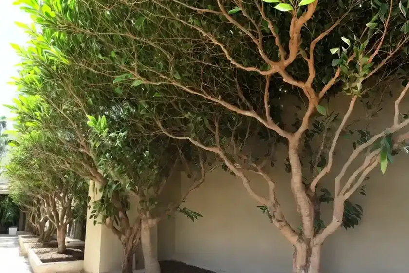 Chinese banyan (ficus microcarpa) — photo 2