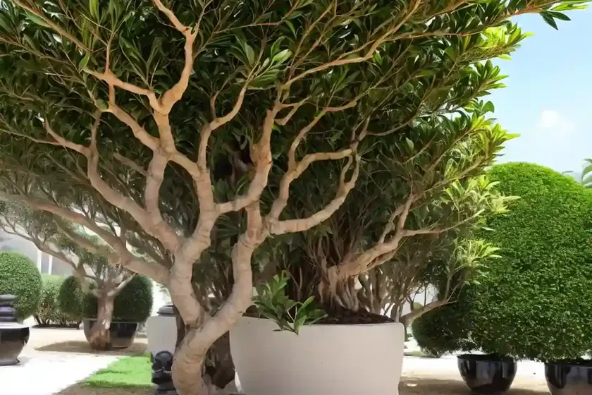 Chinese banyan (ficus microcarpa) — photo 3