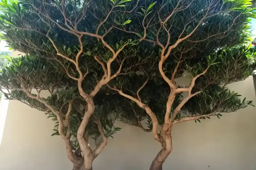 Chinese banyan (ficus microcarpa)