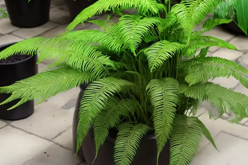 Chinese Brake (Pteris Vittata) — photo 3