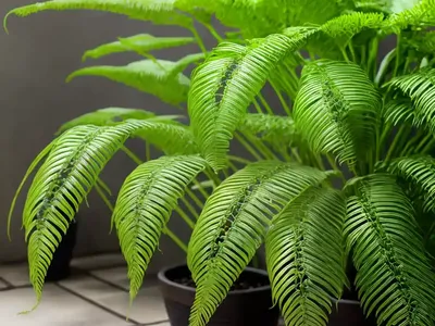 Chinese Brake (Pteris Vittata)