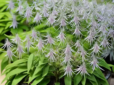 Chinese Bush Lespedeza (Lespedeza Cuneata)