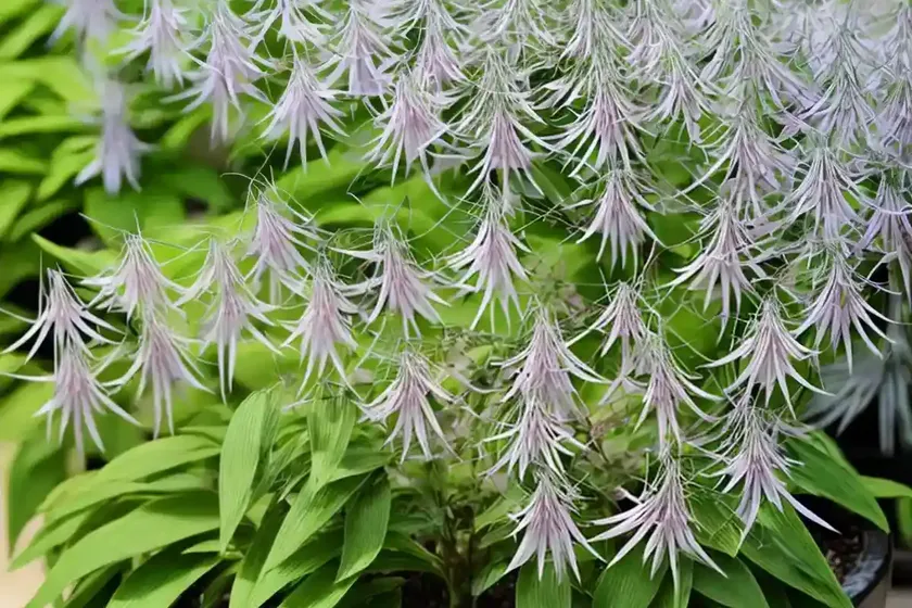 Chinese bush lespedeza (lespedeza cuneata)