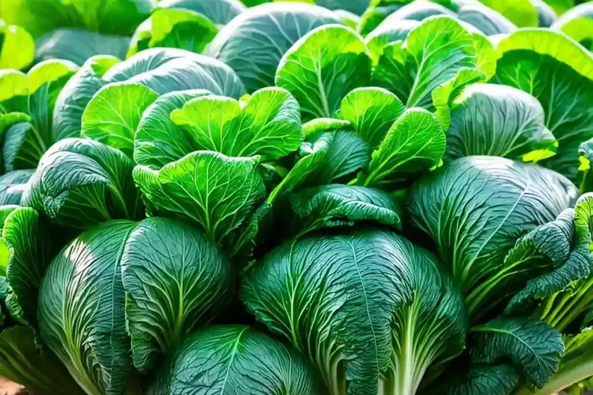 Chinese cabbage (brassica rapa (pekinensis group) — photo 2
