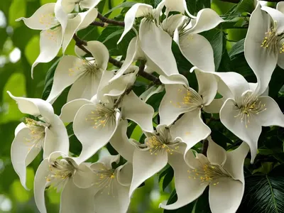 Chinese Catalpa (Catalpa Ovata)