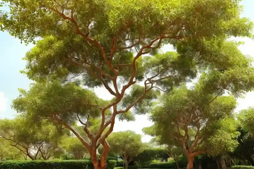 Chinese cinnamon tree (cinnamomum cassia) — photo 3