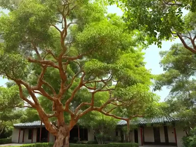 Chinese Cinnamon Tree (Cinnamomum Cassia)