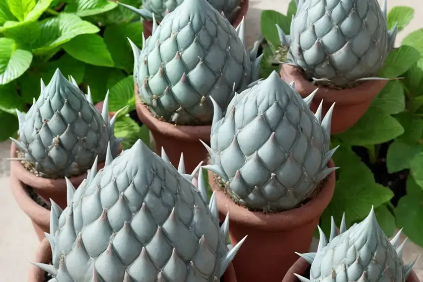 Chinese dunce cap (orostachys iwarenge)