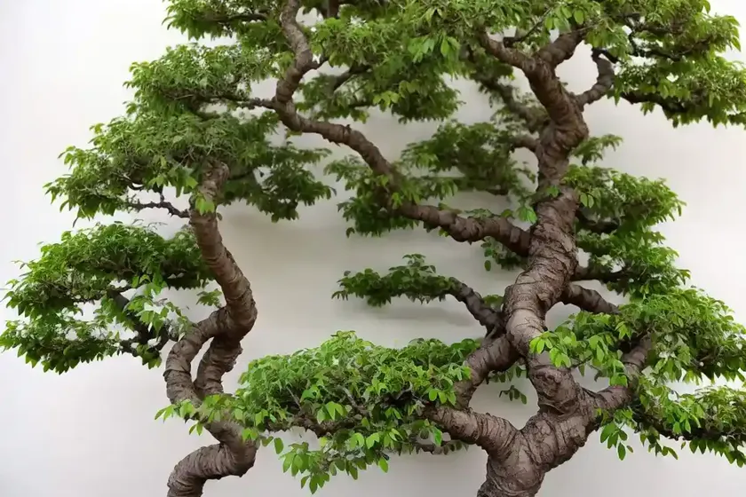 Chinese elm bonsai (ulmus parvifolia) — photo 2