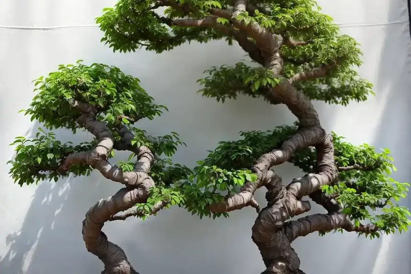 Chinese elm bonsai (ulmus parvifolia) — photo 3