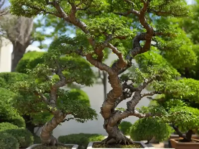 Chinese Elm Bonsai (Ulmus Parvifolia)