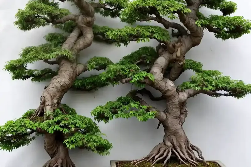 Chinese elm (chinese elm bonsai) — photo 2