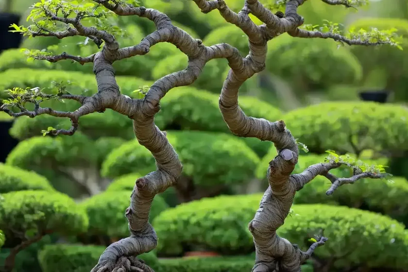 Chinese elm (chinese elm bonsai) — photo 3