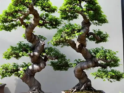 Chinese Elm (Chinese Elm Bonsai)