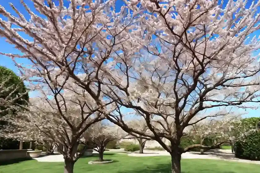 Chinese elm (ulmus parvifolia) — photo 2