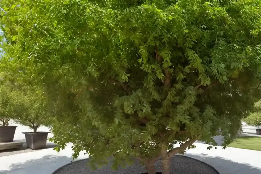 Chinese elm (ulmus parvifolia) — photo 3