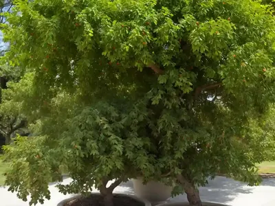 Chinese Elm (Ulmus Parvifolia)