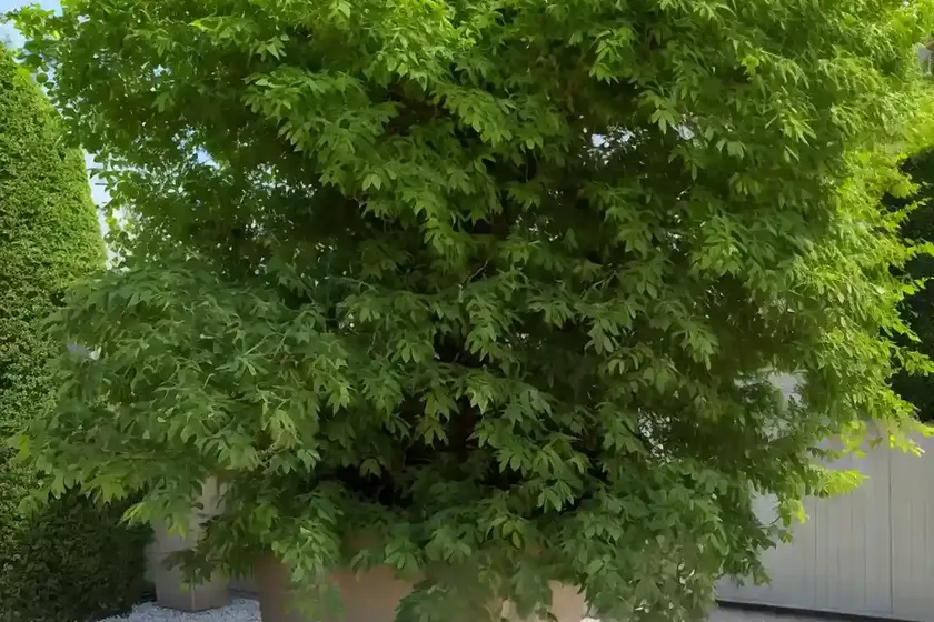 Chinese elm (ulmus parvifolia ‘dynasty’) — photo 2