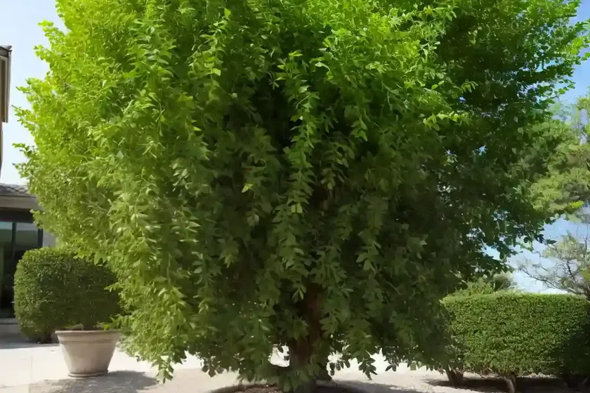 Chinese elm (ulmus parvifolia ‘dynasty’) — photo 3