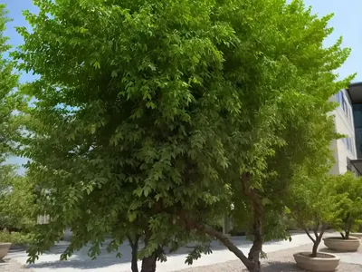 Chinese Elm (Ulmus Parvifolia ‘Dynasty’)