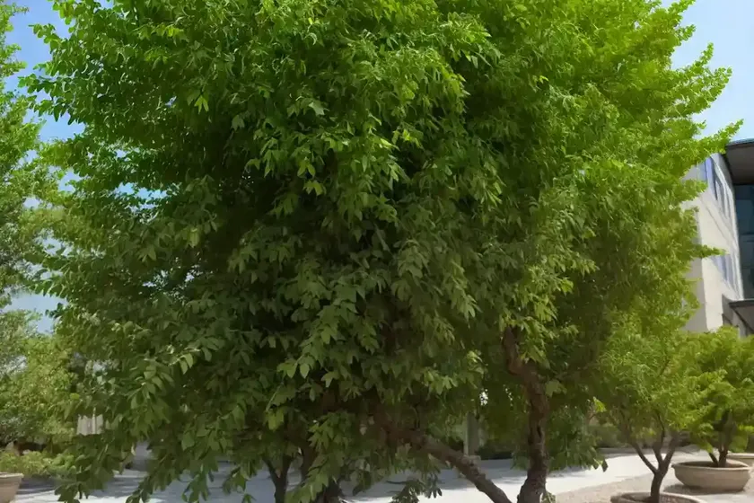 Chinese elm (ulmus parvifolia ‘dynasty’)