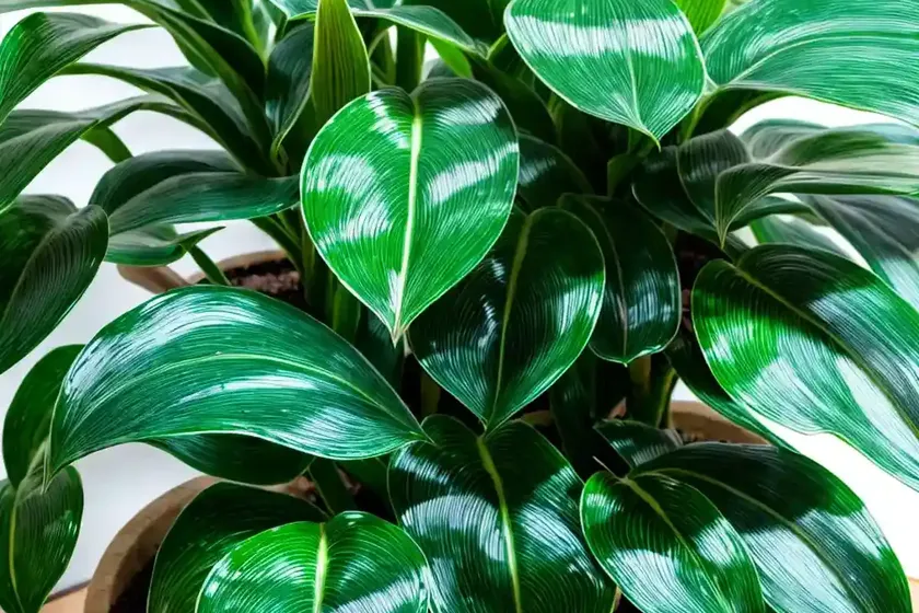 Chinese evegreen (aglaonema ‘cutlass’) — photo 2