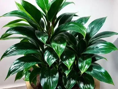 Chinese Evegreen (Aglaonema ‘Cutlass’)