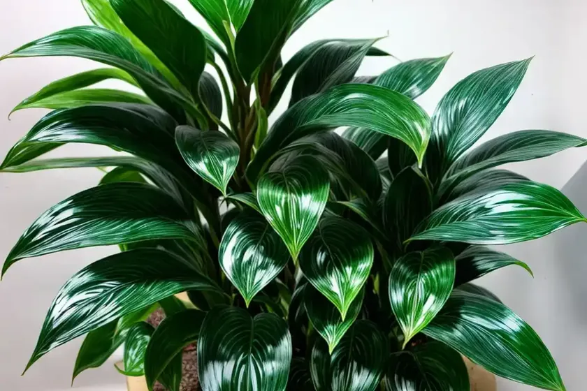 Chinese evegreen (aglaonema ‘cutlass’)