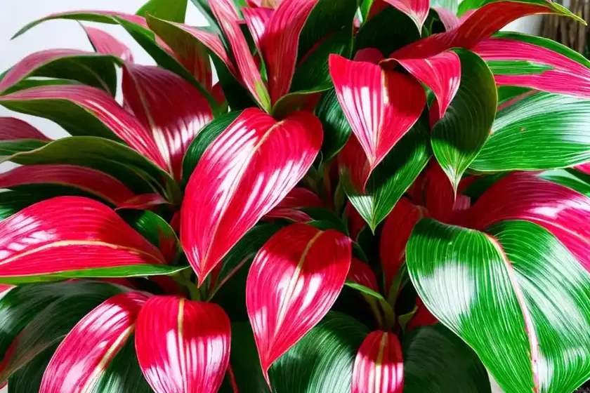 Chinese evergreen (aglaonema ‘red gold’) — photo 3