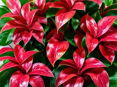 Chinese Evergreen (Aglaonema ‘Red Gold’)