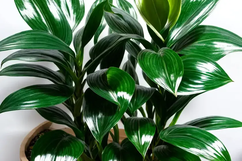 Chinese evergreen (aglaonema ‘silver queen’) — photo 2