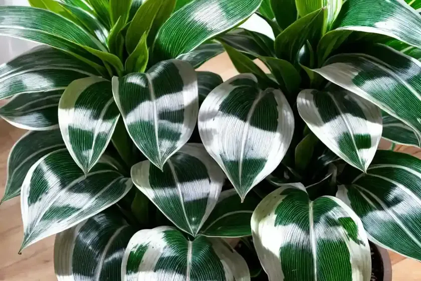 Chinese evergreen (aglaonema ‘silver queen’) — photo 3