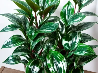 Chinese Evergreen (Aglaonema ‘Silver Queen’)