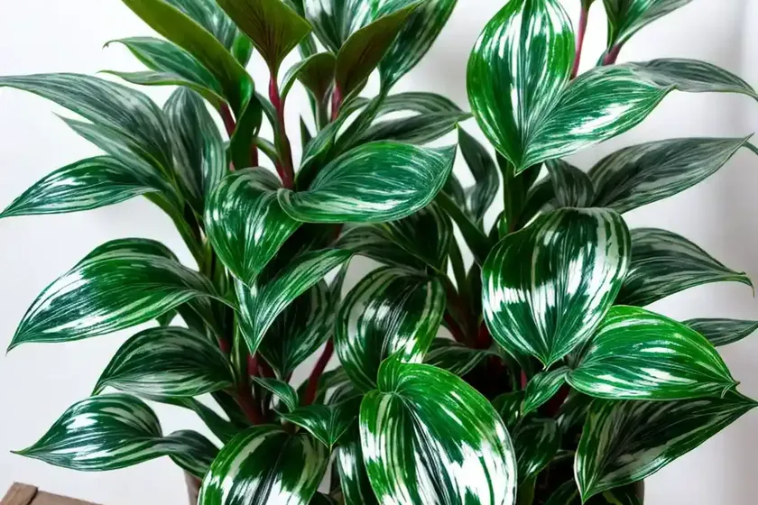 Chinese evergreen (aglaonema ‘silver queen’)