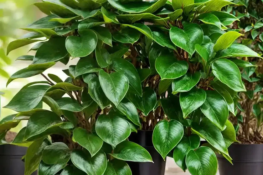 Chinese evergreen spicebush (lindera fragrans) — photo 2
